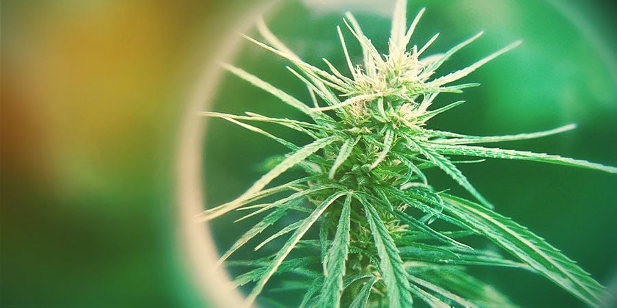Wat Is Het Totaal Actieve Cannabinoïden (TAC)?