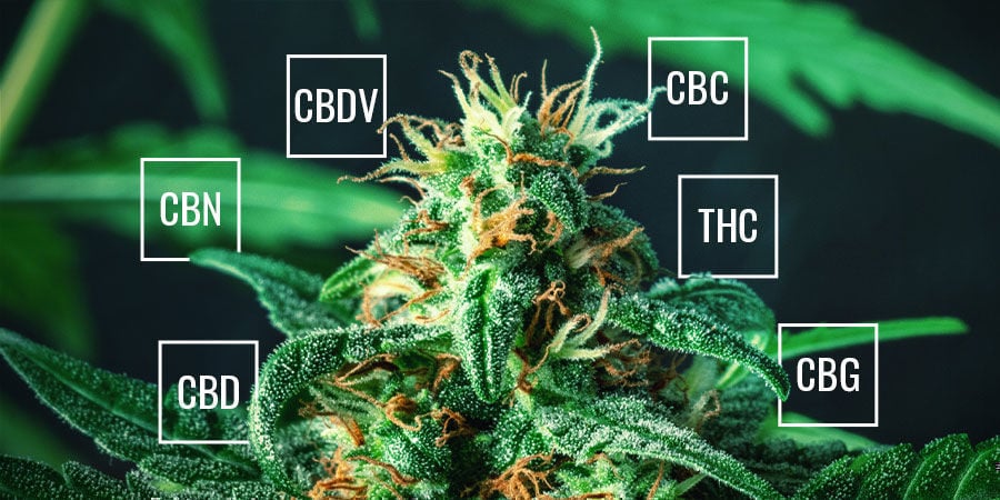 Welke Cannabinoïden Zitten Er In Wiet?