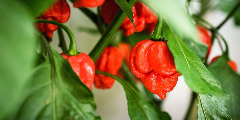 Hoe Kweek Je De Carolina Reaper?