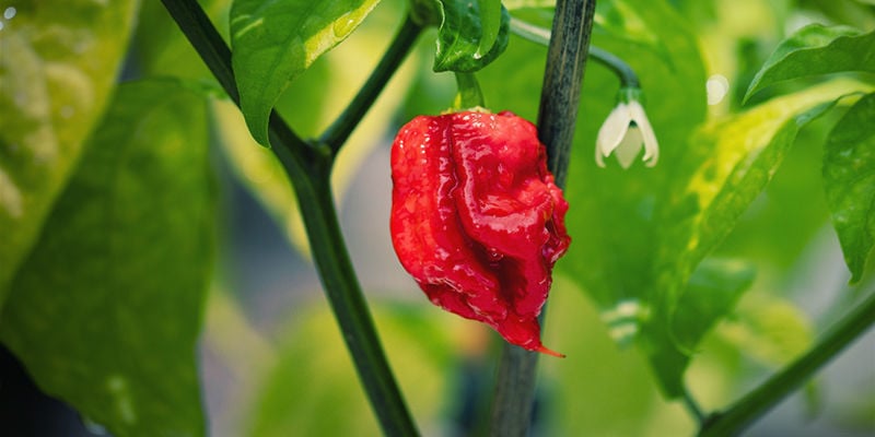 Wat Is De Carolina Reaper?