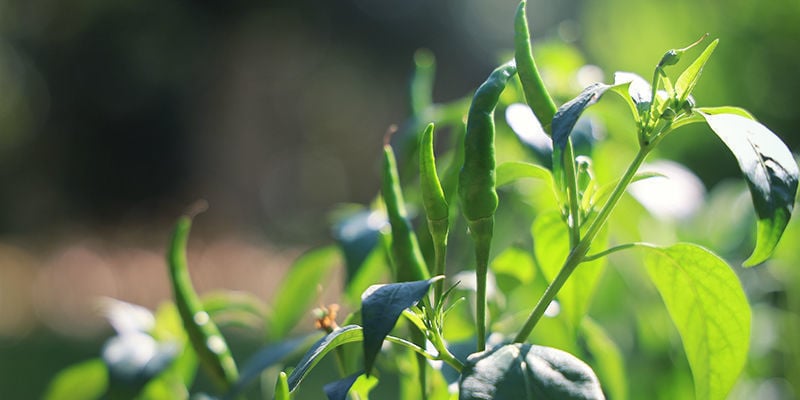 Hoe Kweek Je Cayenne Long Slim?