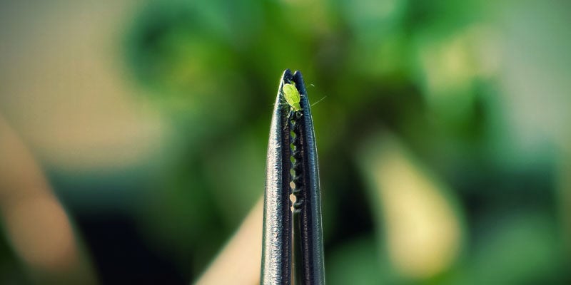 Ongedierte Handmatig Verwijderen