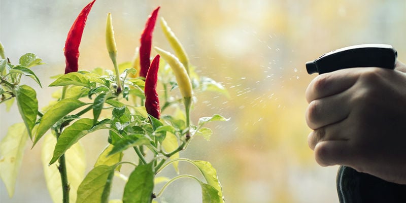 Hoe Gebruik Je Natuurlijke Pesticiden Bij Peperplanten?
