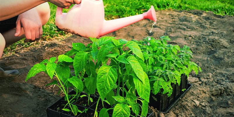 De Beste Tips Voor Het Afharden Van Je Peperplanten