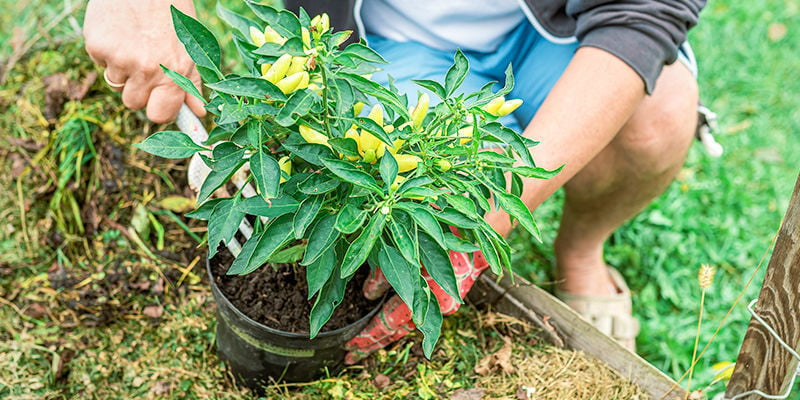 Kun je bloeiende peperplanten verplanten?