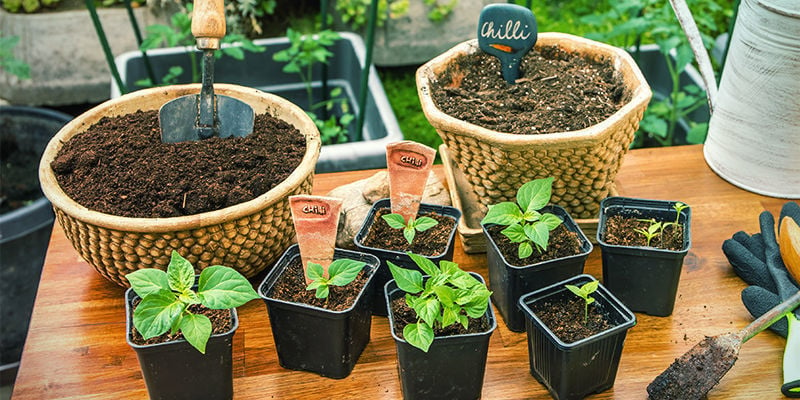 Hoe verplant je peperplanten naar grotere potten?