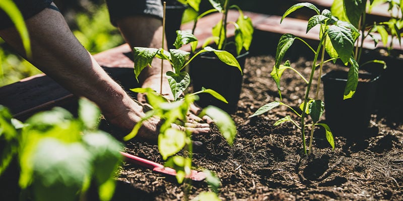 Hoe verplant je peperplanten naar je tuin?