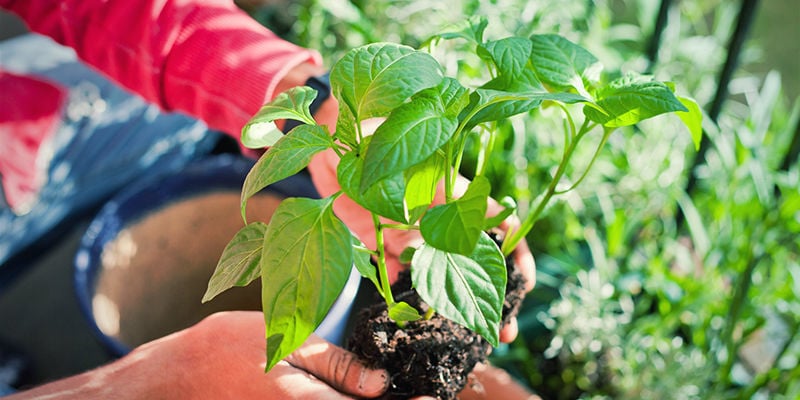 Hoe Verplant Je Peperplanten: Buiten