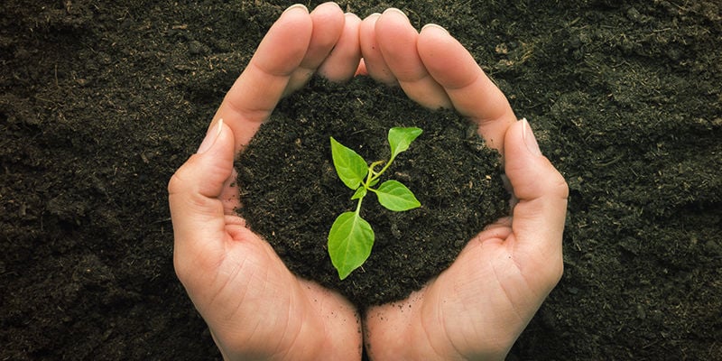 Hoe Verplant Je Peperplanten: Wat is verplanten?