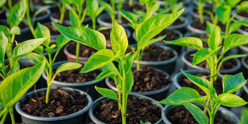 Waarom Zou Je Peperplanten Stekken?