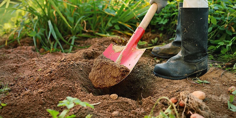 Hoe zit het met peperplanten in de volle grond?