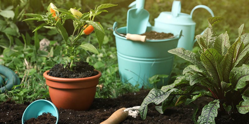 Wat heb je nodig om peperplanten te overwinteren?