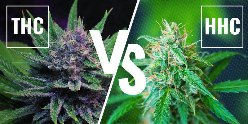 Wat is het verschil tussen HHC en THC?