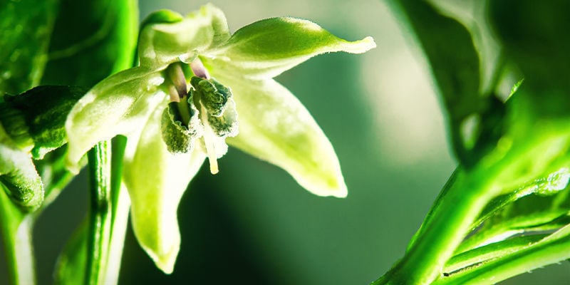 Zijn peper planten zelfbestuivend?