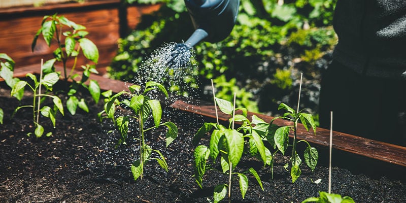 Wat zijn de voordelen van verhoogde plantenbedden?