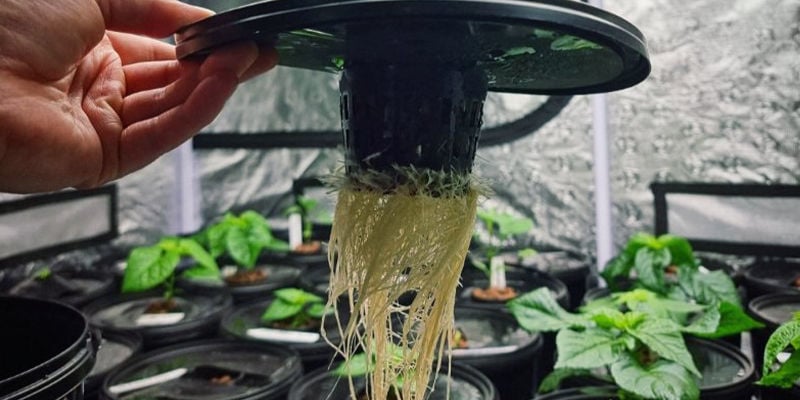 Hoe Kweek Je Hete Pepers Met Hydroponics?