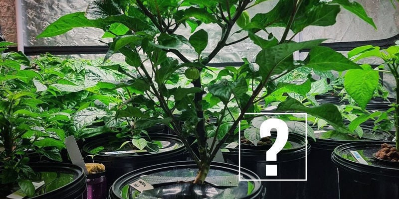 Waarom Zou Je Hydroponics Gebruiken Om Hete Pepers Te Telen?