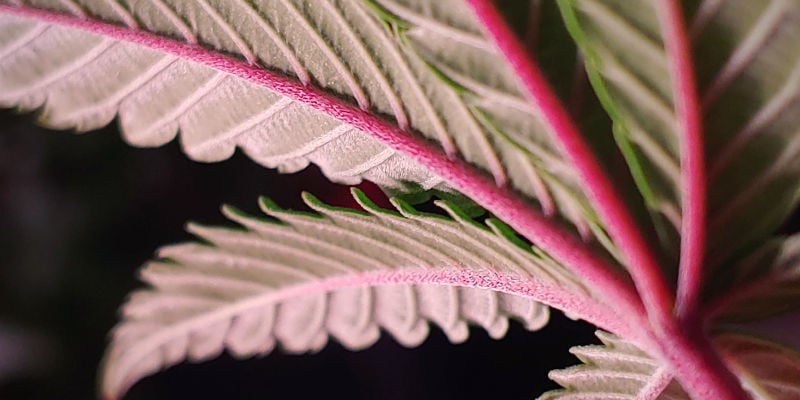 Red Or Purple Cannabis Stems — Knowing When There'S Cause For Concern