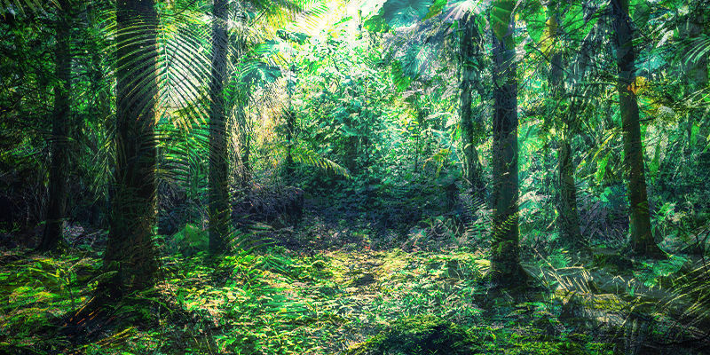 fusie tussen een Ecuadoriaans regenwoud en Devon