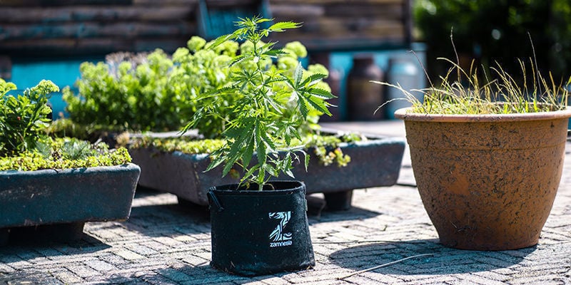 Waarom zou je stoffen plantenpotten schoonmaken?