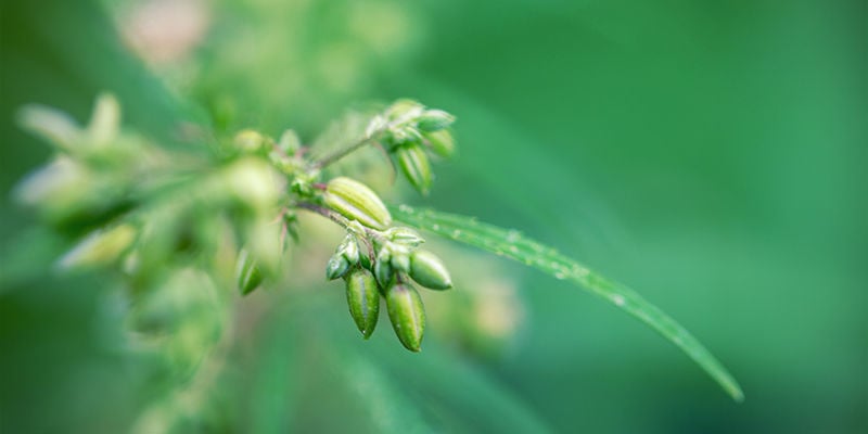 Cannabis Breeding: Er Komt Veel Bij Kijken