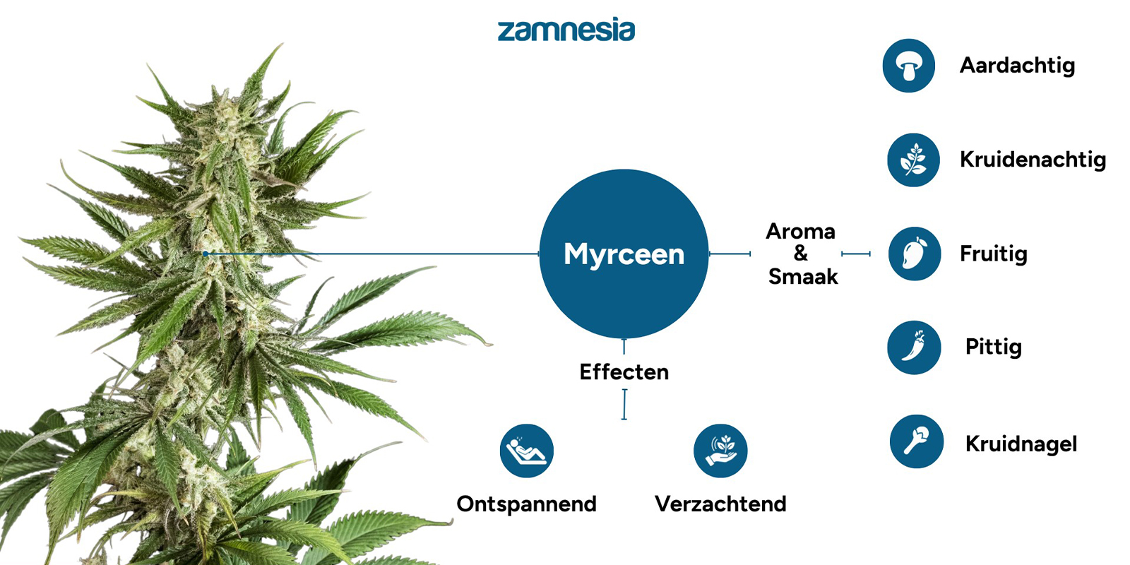 Wat doet myrceen in cannabis?