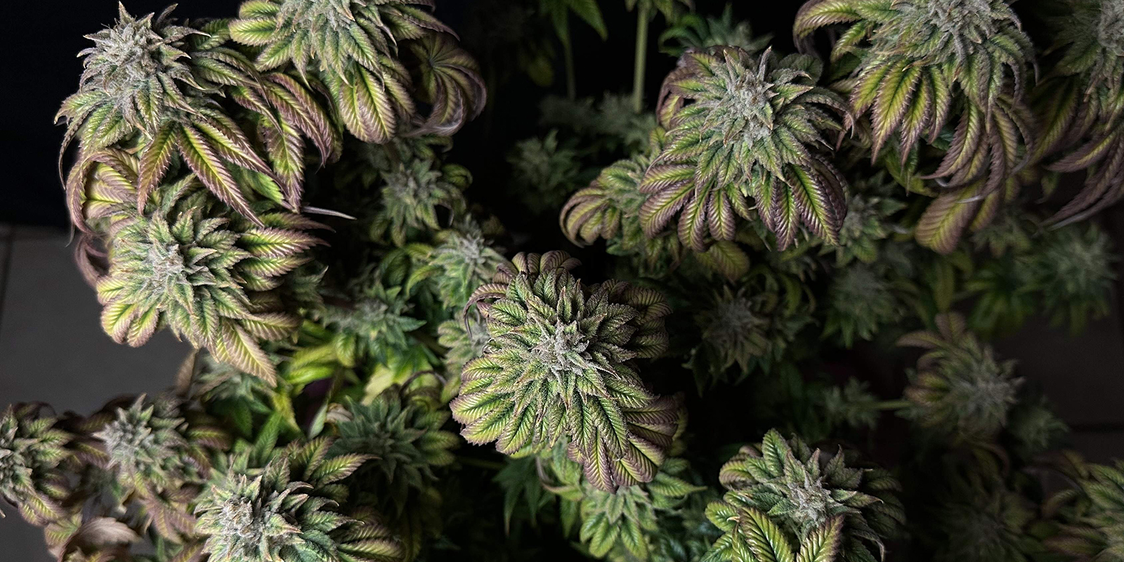 Make myrcene a part of your life