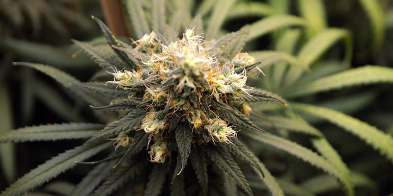 5 Cannabis Strains Rich In Pinene
