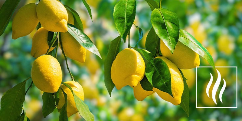 Smell And Aroma Of Limonene