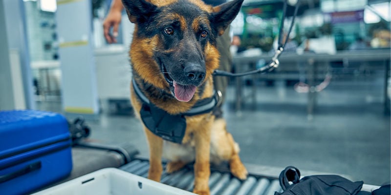 Hoe werken honden op luchthavens