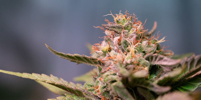 Eindoordeel Strawberry Cough: trakteer jezelf op het allerbeste