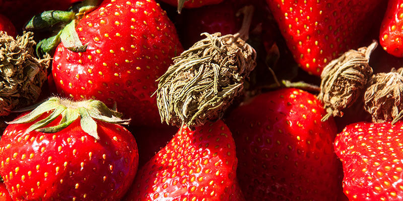 Strawberry Cough: smaak en effecten