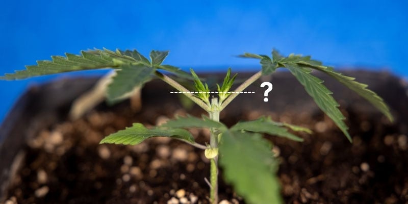 Can you fim after topping? Can you fim after topping?