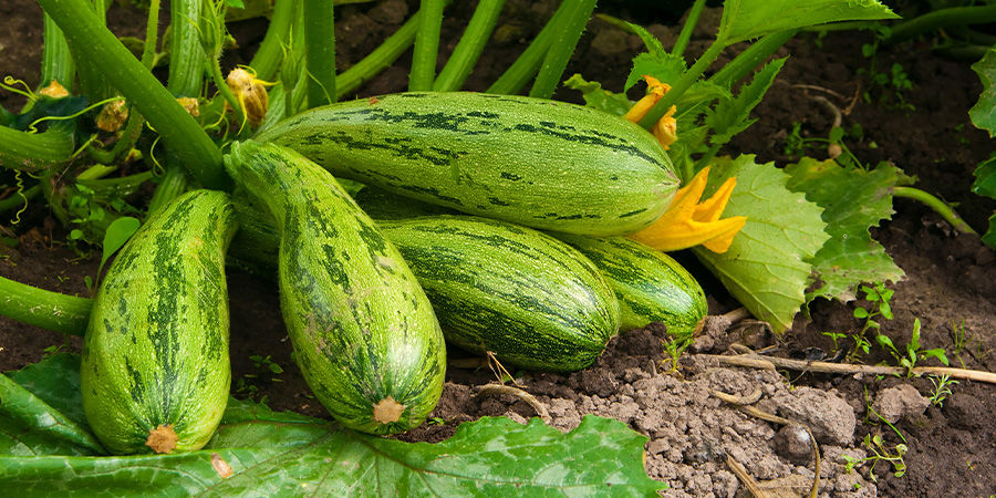 Courgette