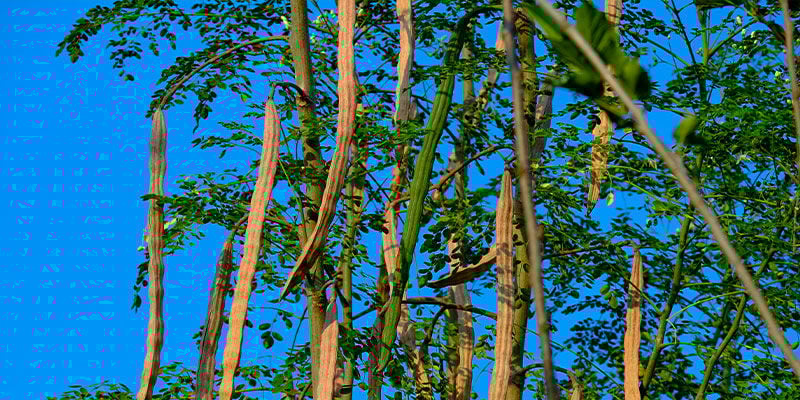 Wat Is Moringa?