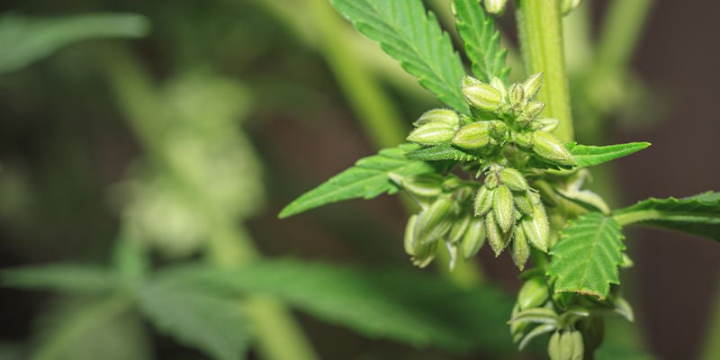 Hoe worden cannabis strains gemaakt?