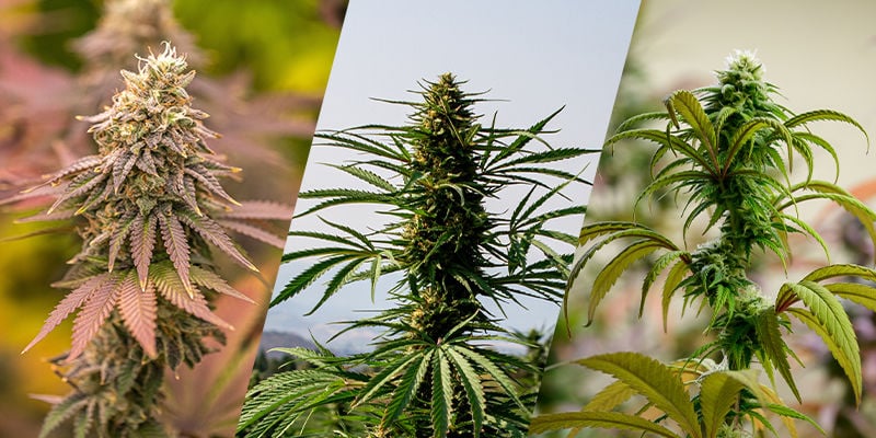 Indica, sativa, ruderalis: de bouwstenen van cannabisgenen