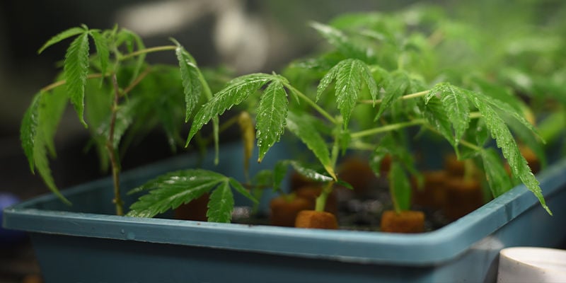 Wat is het doel van breeders bij de creatie van cannabis strains?