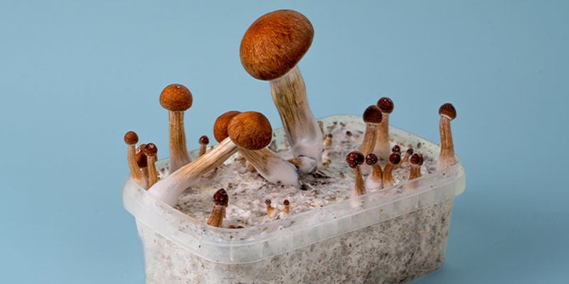 Begin Vandaag Nog Met Het Kweken Van Magic Mushrooms