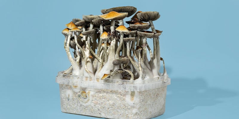 Hoe Kies Je De Juiste Magic Mushroom Kweekset?