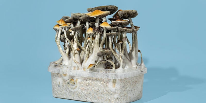 Hoe Kies Je De Juiste Magic Mushroom Kweekset?