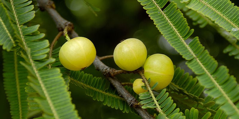 Amla