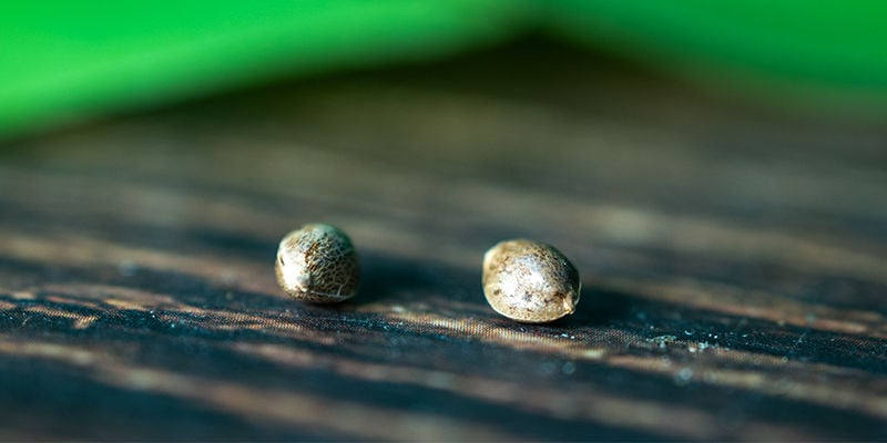 Crop steering: een geavanceerde techniek om de potentie van planten te maximaliseren