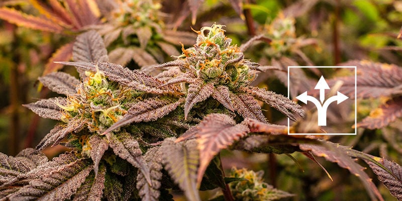 Wat zijn de verschillen tussen crop steering en training?