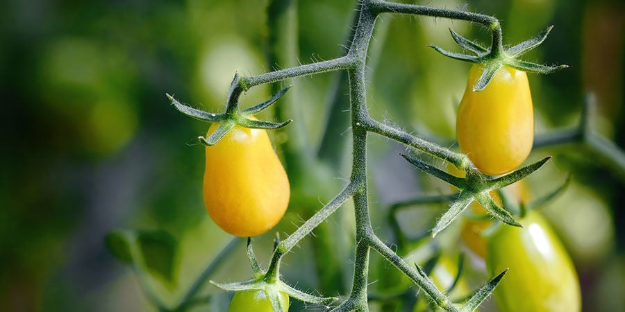 Yellow Pear kerstomaat