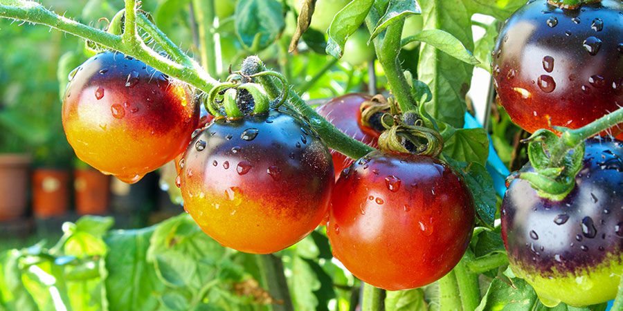 Indigo Rose Cherry Tomato