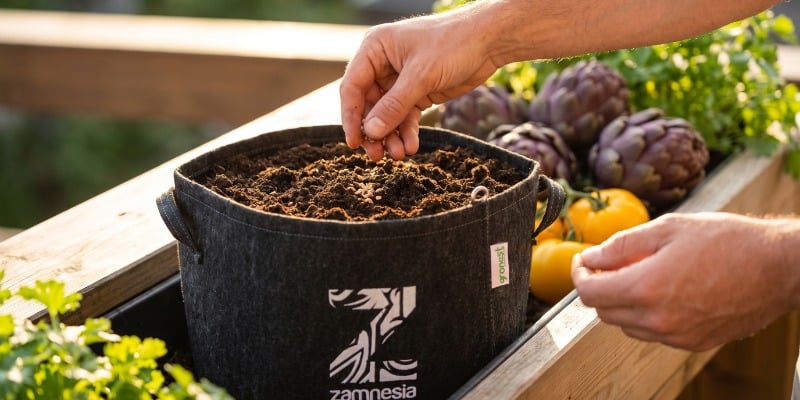 Strange vegetables: Get sowing!