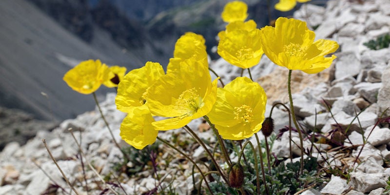 Alpenklaproos (Papaver Alpinum)