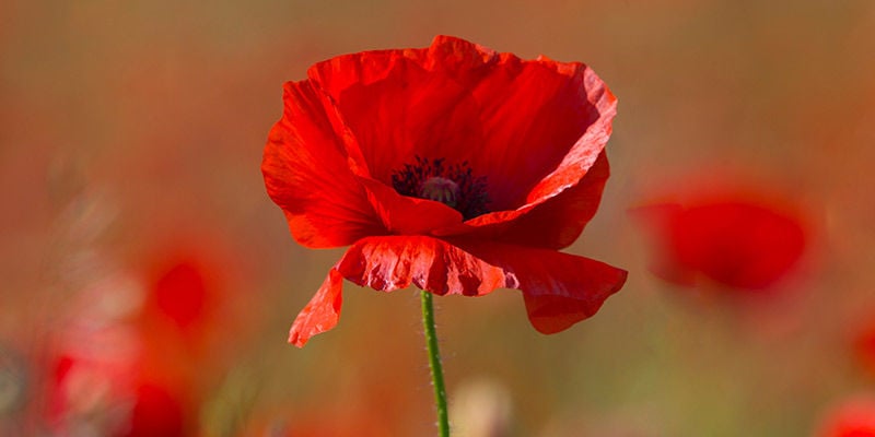 Grote Klaproos (Papaver Rhoeas)