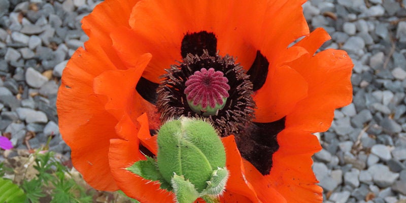 Arneense Klaproos (Papaver Bracteatum)